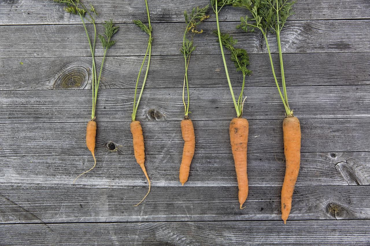 Rozsady warzyw – jak zrobić rozsadę?