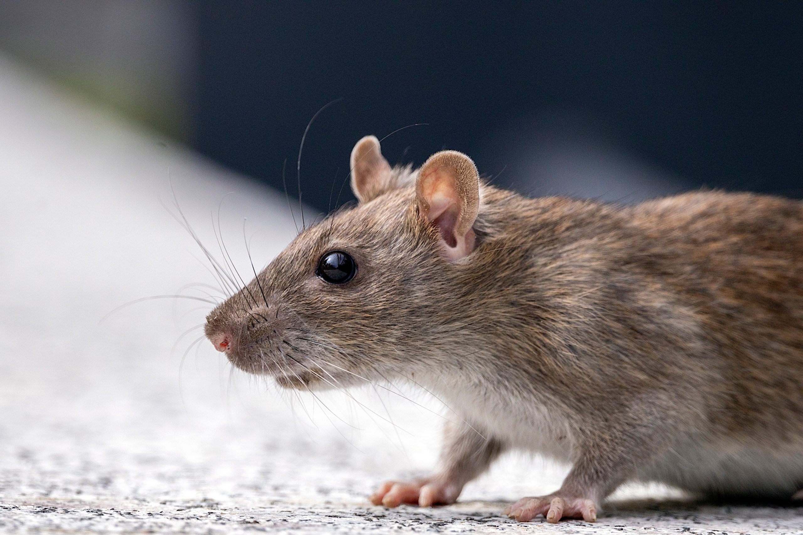 Jakie są najlepsze sposoby na pozbycie się szczurów w naszym domu?